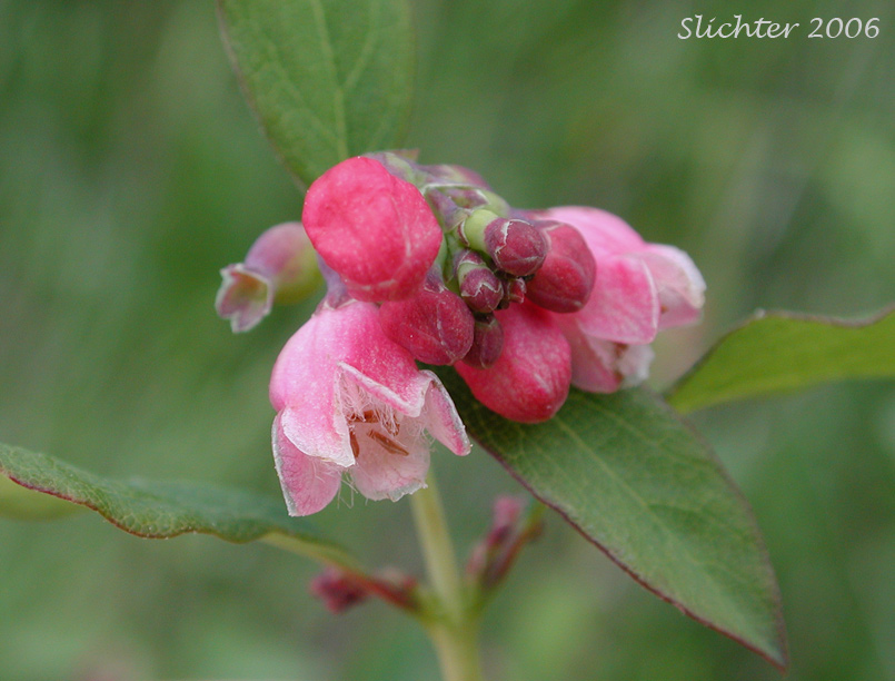 Stem tip cluster of flowers and leaves of Common Snowberry: Symphoricarpos albus var. laevigatus (Synonyms: Symphoricarpos albus ssp. laevigatus, Symphoricarpos rivularis)