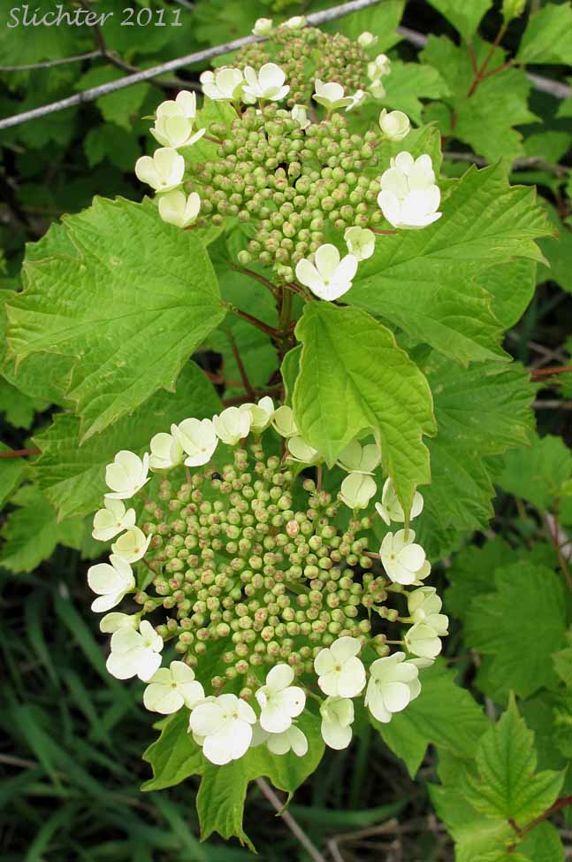 Cranberry-tree, European Cranberrybush, European Cranberry Bush, European Cranberry Tree, Guelder Rose, Snowball: Viburnum opulus var. opulus (Synonyms: Viburnum opulus var. roseum, Viburnum roseum)