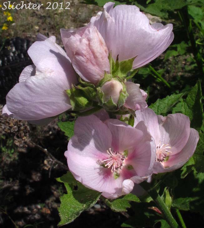 Flowers of Broad-bracted Globemallow, California Globemallow, Long-bracted Globemallow: Iliamna latibracteata