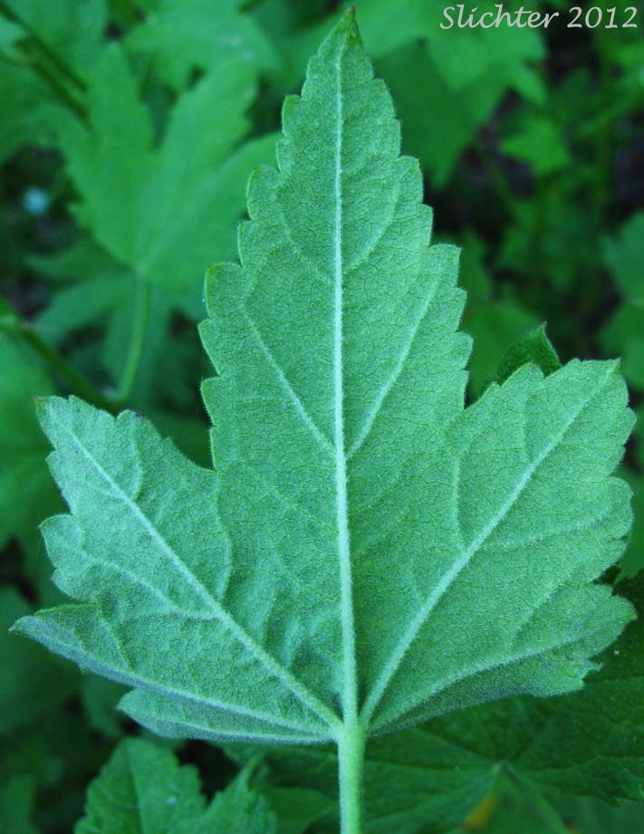 Lower leaf surface of Broad-bracted Globemallow, California Globemallow, Long-bracted Globemallow: Iliamna latibracteata