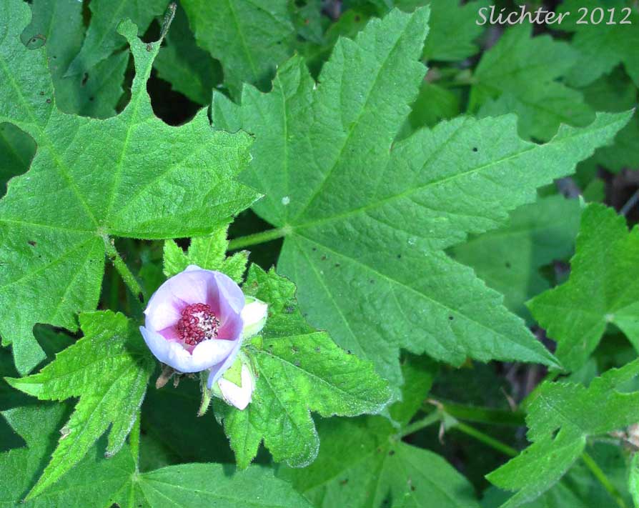 Broad-bracted Globemallow, California Globemallow, Long-bracted Globemallow: Iliamna latibracteata