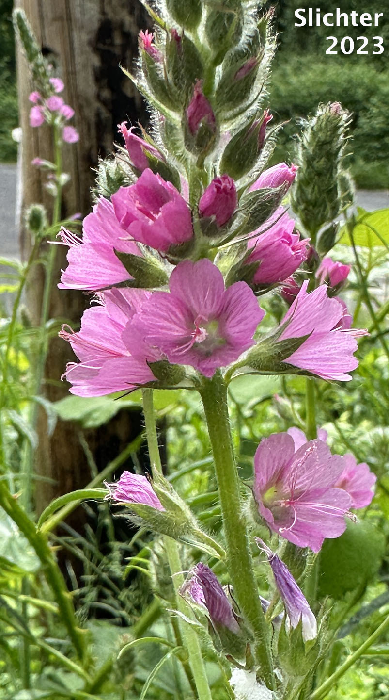 Meadow Checkerbloom, Meadow Checker-mallow, Meadow Sidalcea: Sidalcea campestris (Synonyms: Sidalcea asplenifolia, Sidalcea sylvestris)