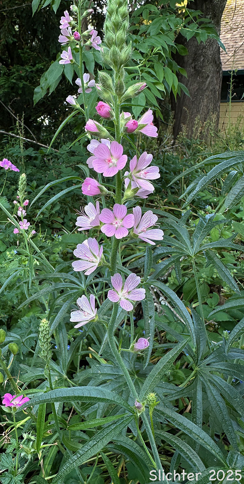 Inflorescence of Meadow Checkerbloom, Meadow Checker-mallow, Meadow Sidalcea: Sidalcea campestris (Synonyms: Sidalcea asplenifolia, Sidalcea sylvestris)