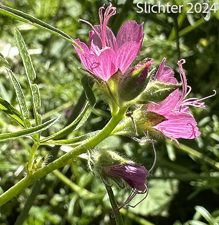 Inflorescence of Meadow Checkerbloom, Meadow Checker-mallow, Meadow Sidalcea: Sidalcea campestris (Synonyms: Sidalcea asplenifolia, Sidalcea sylvestris)