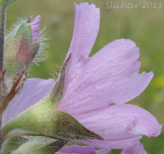 Close-up sideview of a flower of Meadow Checkerbloom, Meadow Checker-mallow, Meadow Sidalcea: Sidalcea campestris (Synonyms: Sidalcea asplenifolia, Sidalcea sylvestris)