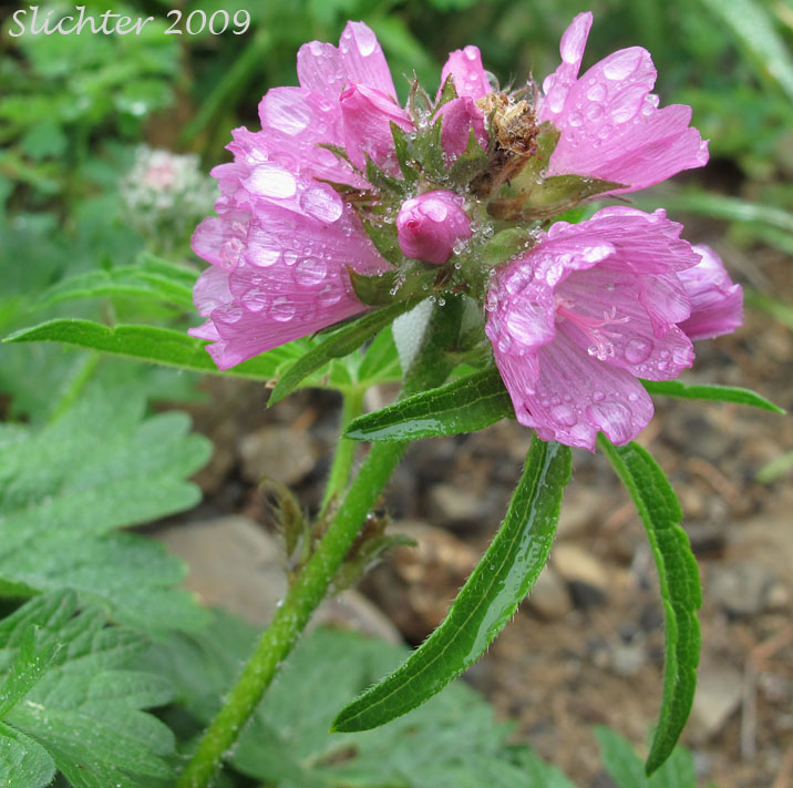 Inflorescence of Hairy-stemmed Checker Mallow, Bristly-stem Checker-mallow: Sidalcea hirtipes