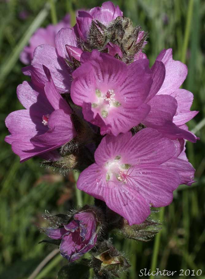 Inflorescence of Bristlystem Checkerbloom, Bristly-stem Checker-mallow, Hairy-stemmed Checkermallow, Hairy-stemmed Checker Mallow: Sidalcea hirtipes
