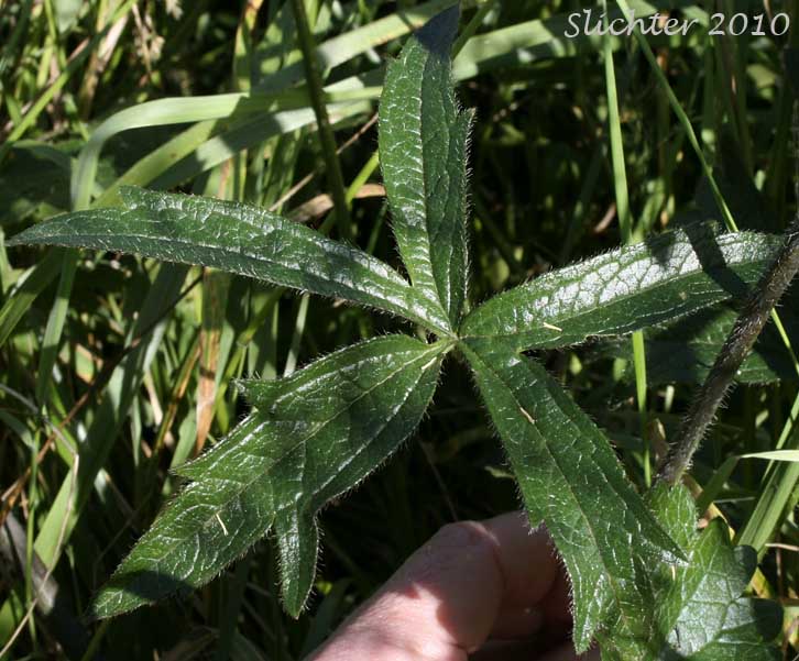 stem leaf of Bristlystem Checkerbloom, Bristly-stem Checker-mallow, Hairy-stemmed Checkermallow, Hairy-stemmed Checker Mallow: Sidalcea hirtipes