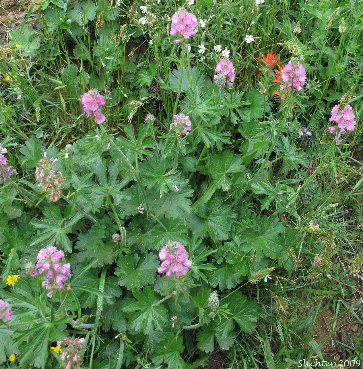 Nelson's Checkerbloom, Nelson's Checker-mallow