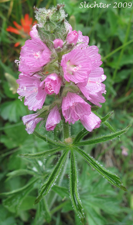 Inflorescence of Nelson's Checkerbloom, Nelson's Checker-mallow