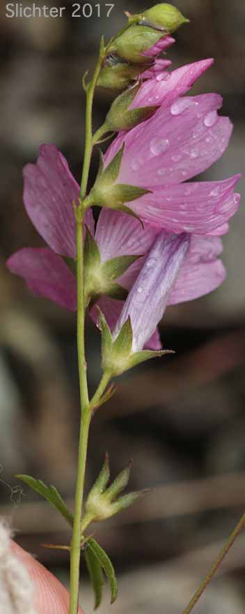 Del Norte Checkerbloom, Dwarf Checkerbloom, Harsh Checkerbloom: Sidalcea malviflora ssp. asprella (Synonyms: Sidalcea asprella, Sidalcea asprella ssp. asprella, Sidalcea asprella ssp. nana, Sidalcea elegans, Sidalcea malviflora ssp. elegans)