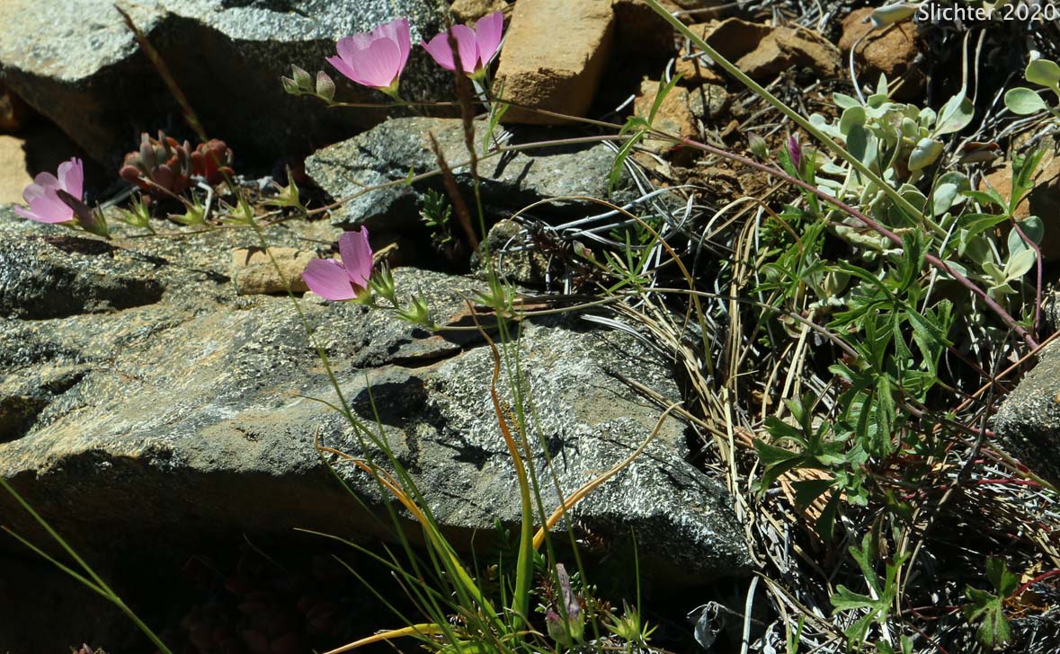 Del Norte Checkerbloom, Dwarf Checkerbloom, Harsh Checkerbloom: Sidalcea malviflora ssp. asprella (Synonyms: Sidalcea asprella, Sidalcea asprella ssp. asprella, Sidalcea asprella ssp. nana, Sidalcea elegans, Sidalcea malviflora ssp. elegans)