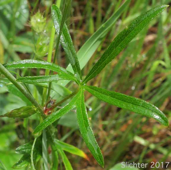 Stem leaf of Rose Sidalcea, Rose Checker Mallow, Dwarf Checker-mallow: Sidalcea malviflora ssp. virgata (Synonyms: Sidalcea malvaeflora var. virgata, Sidalcea virgata)