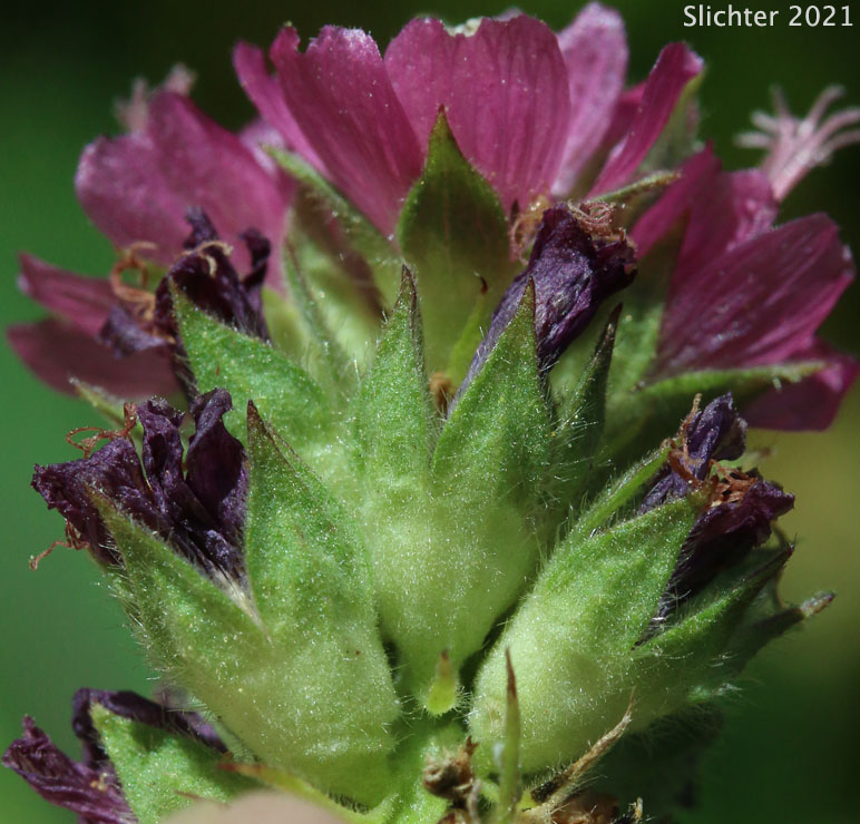 Oregon Checkermallow, Oregon Checker-mallow: Sidalcea oregana ssp. oregana (Synonyms: Sidalcea oregana var. maxima, Sidalcea oregana var. oregana, Sidalcea oregana var. procera)