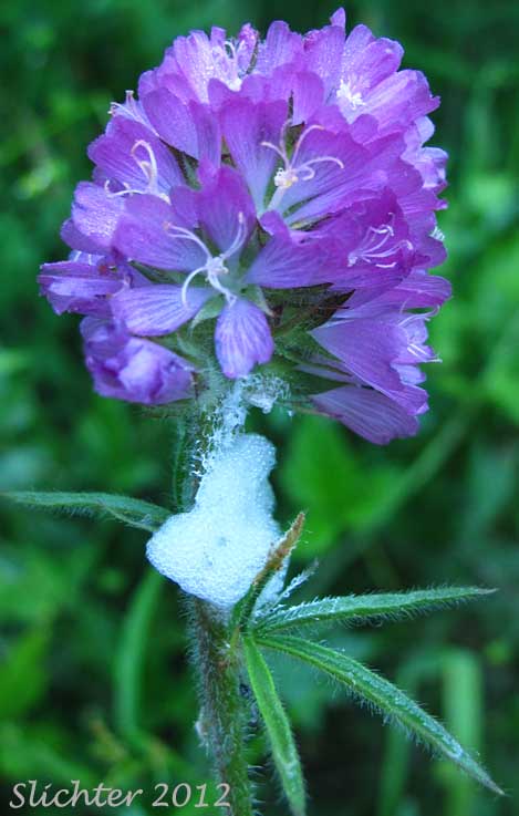 Inflorescence and upper stem leaves of Edgewood Checkerbloom, Oregon Checkerbloom, Oregon Checker Mallow: Sidalcea oregana ssp spicata (Synonyms: Sidalcea oregana var. spicata, Sidalcea spicata, Sidalcea spicata var. spicata, Sidlacea spicata var. tonsa)