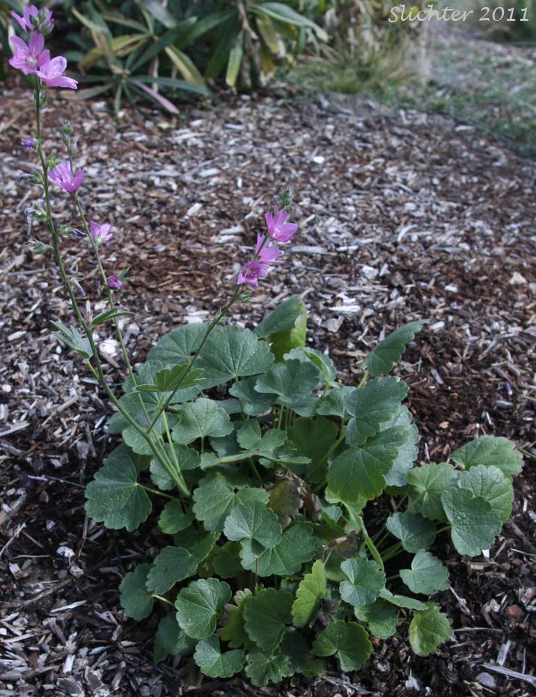 Unidentified Sidalcea #6