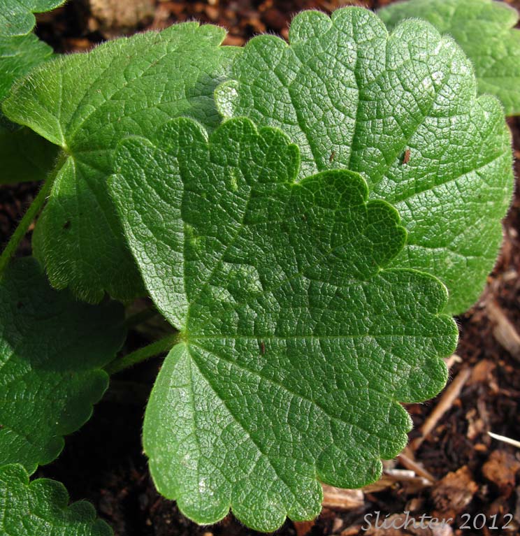 Close-up of the basal leaves of Unidentified Sidalcea #6