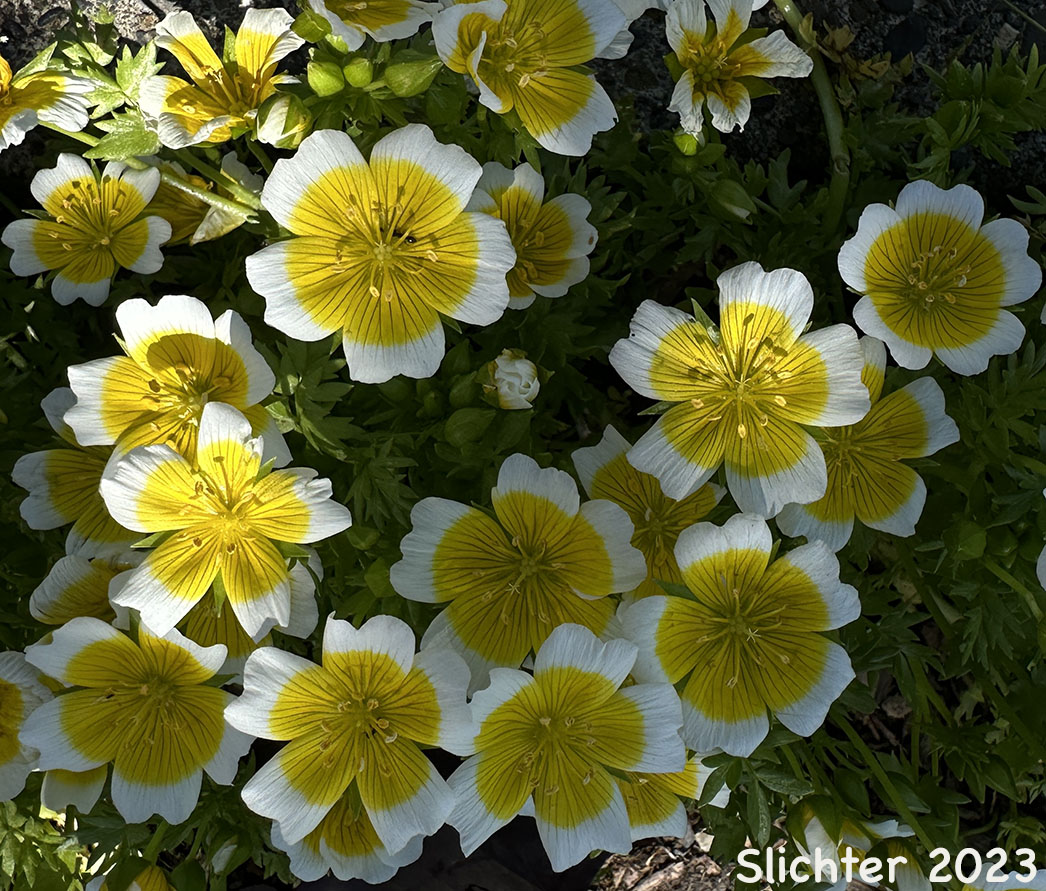 Douglas Meadowfoam, Douglas' Meadowfoam: Limnanthes douglasii ssp. douglasii (Synonym: Limnanthes howelliana)
