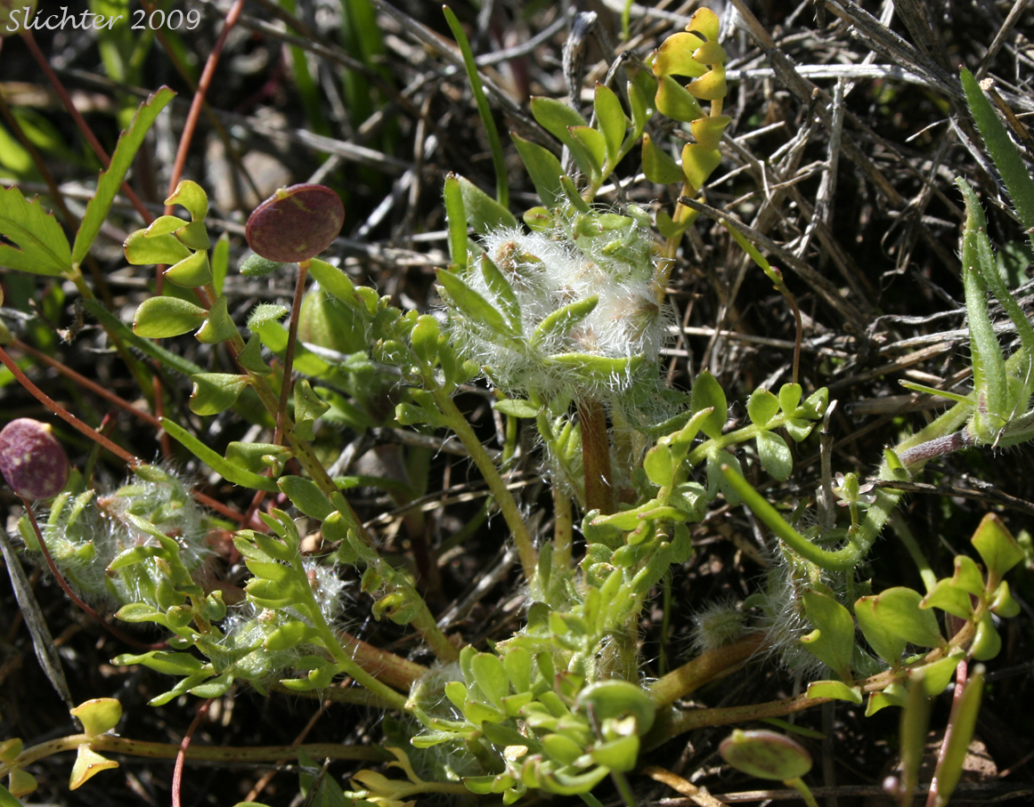 Woolly Meadowfoam: Limnanthes floccosa ssp. floccosa