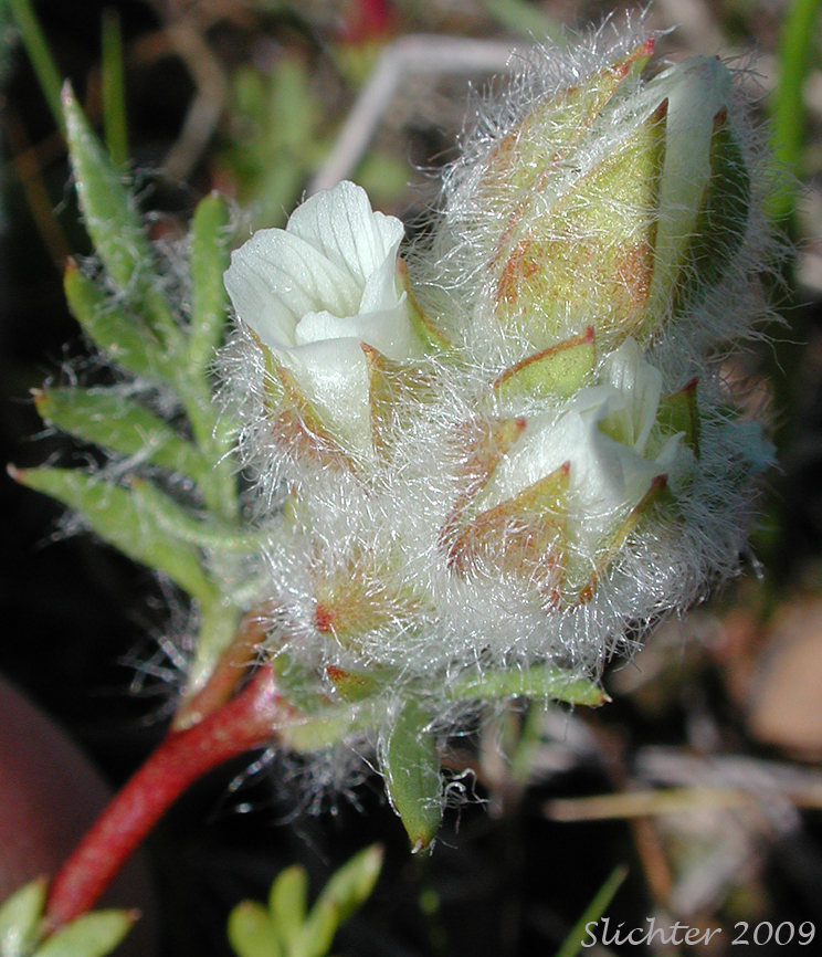 Woolly Meadowfoam: Limnanthes floccosa ssp. floccosa