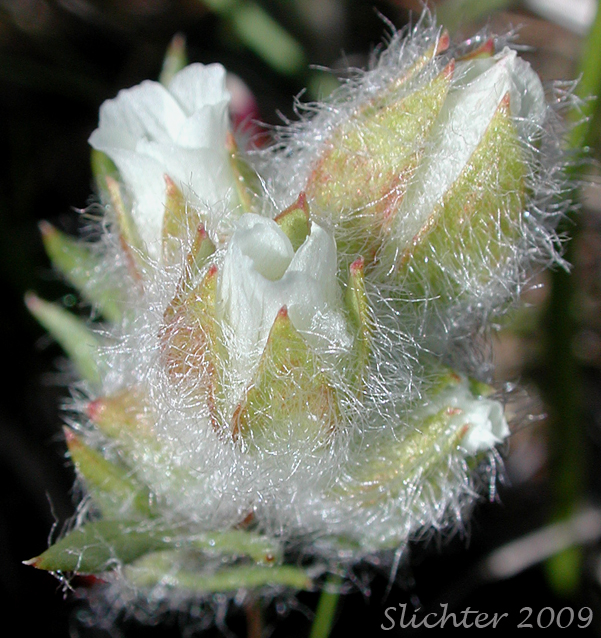Woolly Meadowfoam: Limnanthes floccosa ssp. floccosa