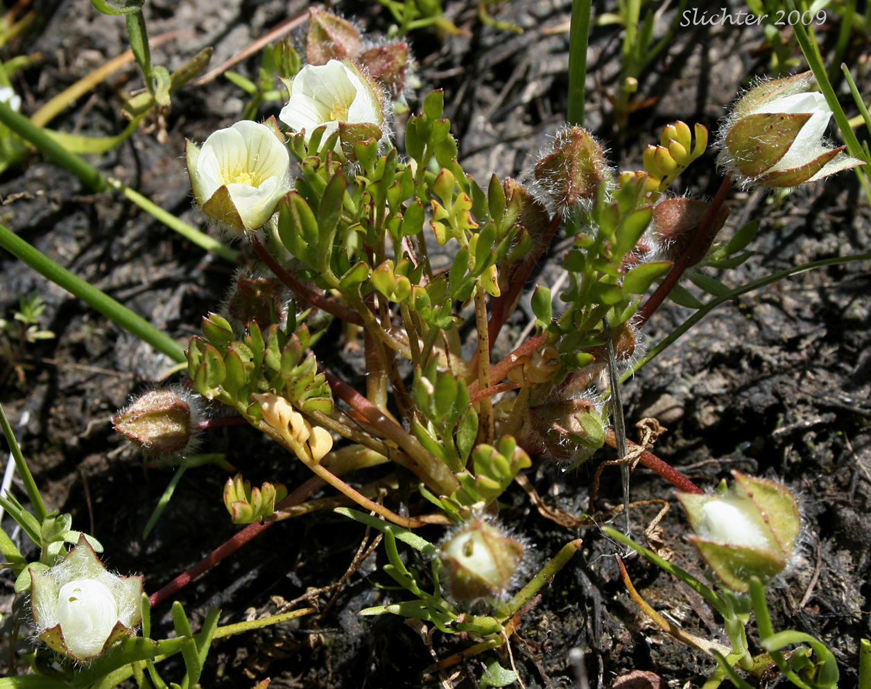 Big-flowered Woolly Meadowfoam, Woolly Meadowfoam: Limnanthes pumila ssp. grandiflora (Synonyms: Limnanthes floccosa ssp. grandiflora)