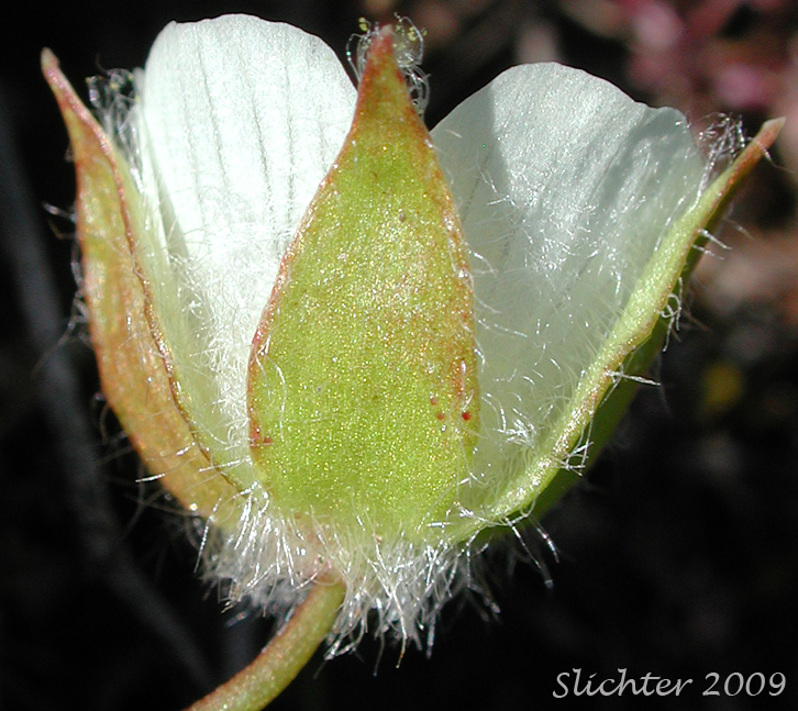 Big-flowered Woolly Meadowfoam, Woolly Meadowfoam: Limnanthes pumila ssp. grandiflora (Synonyms: Limnanthes floccosa ssp. grandiflora)