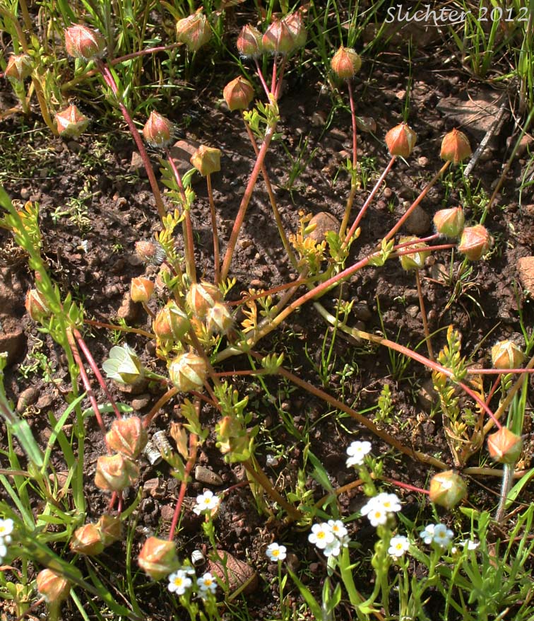 Big-flowered Woolly Meadowfoam, Woolly Meadowfoam: Limnanthes pumila ssp. grandiflora (Synonyms: Limnanthes floccosa ssp. grandiflora)