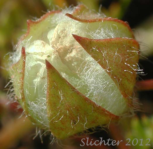 Close-up of the sepals of Big-flowered Woolly Meadowfoam, Woolly Meadowfoam: Limnanthes pumila ssp. grandiflora (Synonyms: Limnanthes floccosa ssp. grandiflora)