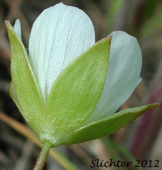 Sepals of Dwarf Woolly Meadowfoam: Limnanthes floccosa ssp. pumila (Synonyms: Limnanthes floccosa ssp. pumila, Limnanthes pumila)