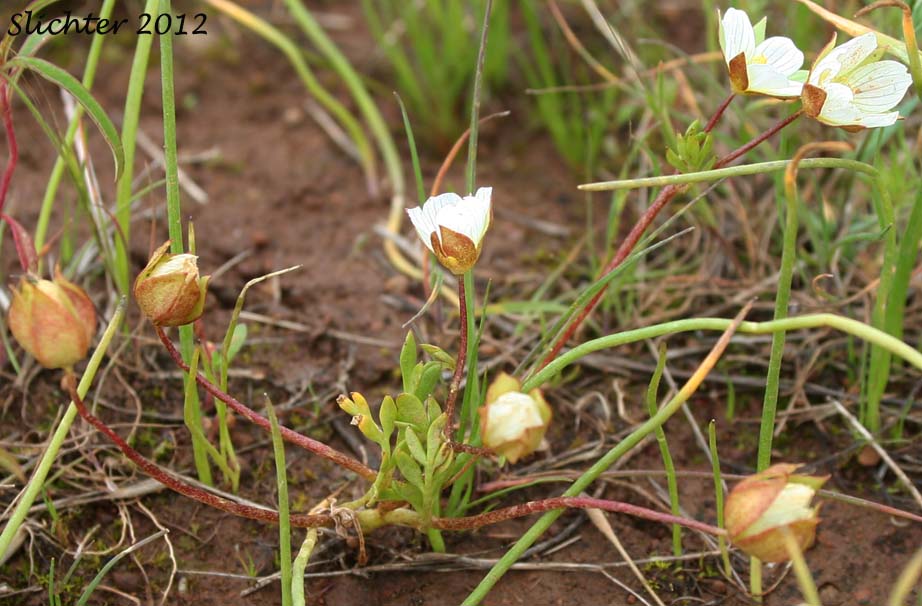 Dwarf Woolly Meadowfoam: Limnanthes floccosa ssp. pumila (Synonyms: Limnanthes floccosa ssp. pumila, Limnanthes pumila)
