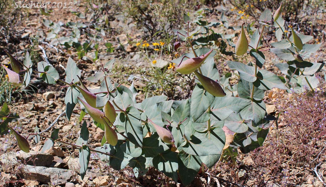 Heartleaf Milkweed, Purple Milkweed: Asclepias cordifolia (Synonym: Gomphocarpus cordifolius)