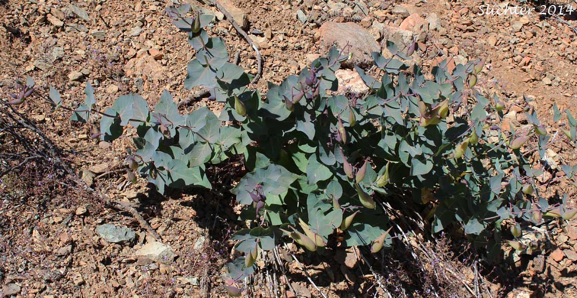 Heartleaf Milkweed, Purple Milkweed: Asclepias cordifolia (Synonym: Gomphocarpus cordifolius)