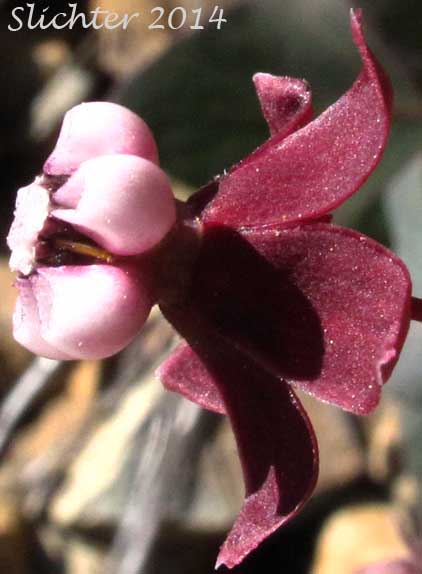 Flower of Heartleaf Milkweed, Purple Milkweed: Asclepias cordifolia (Synonym: Gomphocarpus cordifolius)