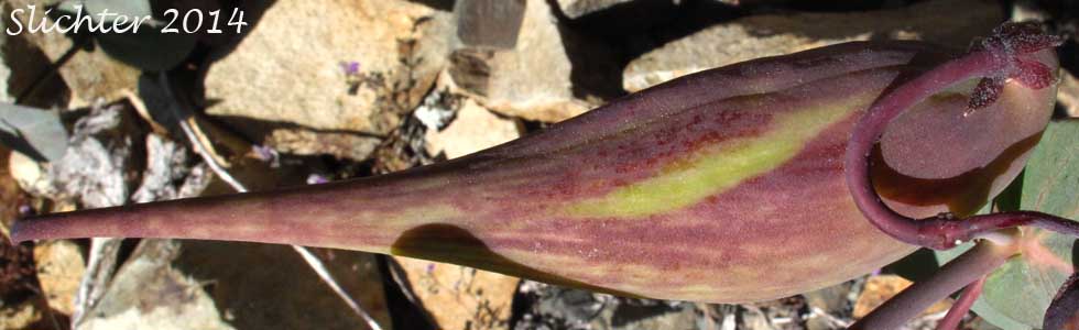 Fruit of Heartleaf Milkweed, Purple Milkweed: Asclepias cordifolia (Synonym: Gomphocarpus cordifolius)