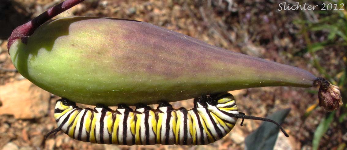 Monarch caterpillar on a pod of Heartleaf Milkweed, Purple Milkweed: Asclepias cordifolia (Synonym: Gomphocarpus cordifolius)