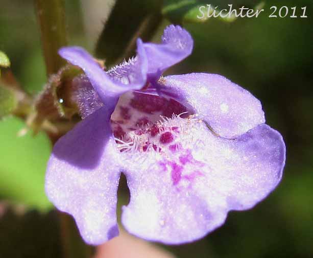 Ground Ivy, Ground-ivy, Creeping Charlie, Gill Over The Ground, Field Balm: Glechoma hederacea (Synonyms: Glechoma hederacea var. micrantha, Glechoma hederacea var. parviflora, Nepeta hederacea)