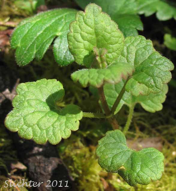 Leaves of Ground Ivy, Ground-ivy, Creeping Charlie, Gill Over The Ground, Field Balm: Glechoma hederacea (Synonyms: Glechoma hederacea var. micrantha, Glechoma hederacea var. parviflora, Nepeta hederacea)