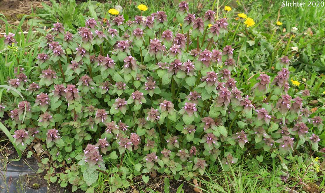 Red Dead-nettle, Red Dead-nettle, Purple Deadnettle: Lamium purpureum (Synonyms: Lamium purpureum var. incisum, Lamium purpureum var. purpureum)