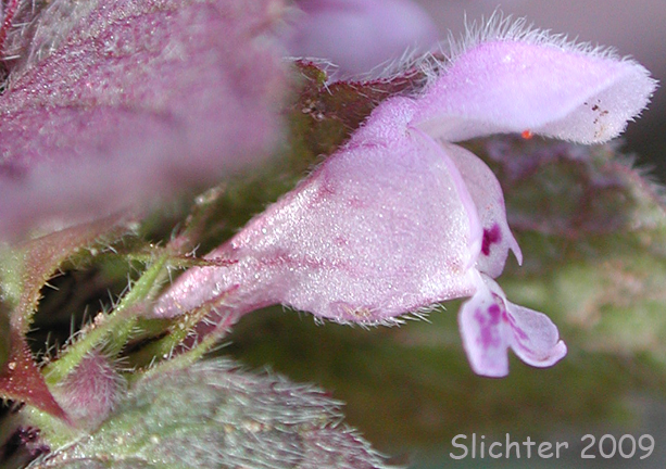 Flower ofRed Dead-nettle, Red Dead-nettle, Purple Deadnettle: Lamium purpureum (Synonyms: Lamium purpureum var. incisum, Lamium purpureum var. purpureum)
