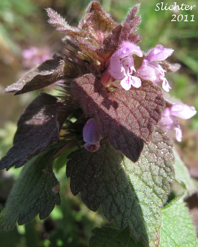 Leafy inflorescence of Red Dead-nettle, Red Dead-nettle, Purple Deadnettle: Lamium purpureum (Synonyms: Lamium purpureum var. incisum, Lamium purpureum var. purpureum)