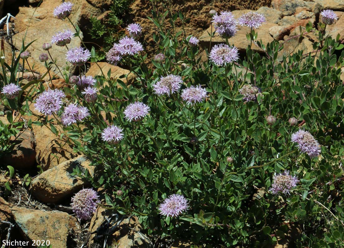 Coyote Mint, Monardella, Mountain Monardella, Western Mountain Balm: Monardella odoratissima (Synonyms: Monardella discolor, Monardella glauca, Monardella odoratissima ssp. discolor, Monardella odoratissima ssp. euodoratissima, Monardella odoratissima ssp. glauca, Monardella odoratissima ssp. odoratissima, Monardella odoratissima ssp. pallida, Monardella odoratissima ssp. pinetorum, Monardella odoratissima var. discolor, Monardella odoratissima var. glauca, Monardella odoratissima var. neglecta, Monardella odoratissima var. odoratissima, Monardella odoratissima var. ovata)