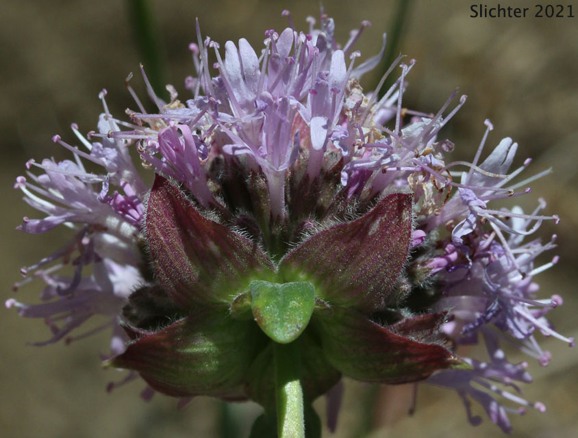 Coyote Mint, Monardella, Mountain Monardella, Western Mountain Balm: Monardella odoratissima (Synonyms: Monardella discolor, Monardella glauca, Monardella odoratissima ssp. discolor, Monardella odoratissima ssp. euodoratissima, Monardella odoratissima ssp. glauca, Monardella odoratissima ssp. odoratissima, Monardella odoratissima ssp. pallida, Monardella odoratissima ssp. pinetorum, Monardella odoratissima var. discolor, Monardella odoratissima var. glauca, Monardella odoratissima var. neglecta, Monardella odoratissima var. odoratissima, Monardella odoratissima var. ovata)