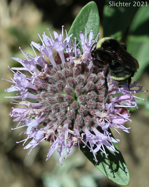 Coyote Mint, Monardella, Mountain Monardella, Western Mountain Balm: Monardella odoratissima (Synonyms: Monardella discolor, Monardella glauca, Monardella odoratissima ssp. discolor, Monardella odoratissima ssp. euodoratissima, Monardella odoratissima ssp. glauca, Monardella odoratissima ssp. odoratissima, Monardella odoratissima ssp. pallida, Monardella odoratissima ssp. pinetorum, Monardella odoratissima var. discolor, Monardella odoratissima var. glauca, Monardella odoratissima var. neglecta, Monardella odoratissima var. odoratissima, Monardella odoratissima var. ovata)