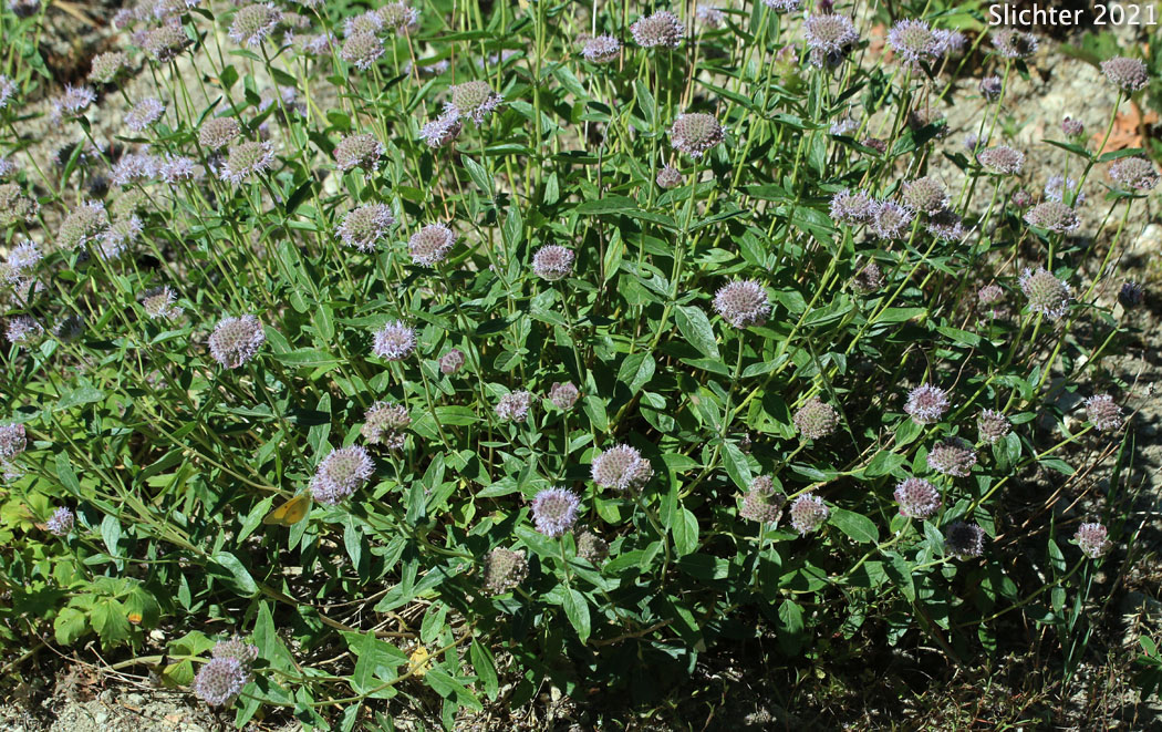 Coyote Mint, Monardella, Mountain Monardella, Western Mountain Balm: Monardella odoratissima (Synonyms: Monardella discolor, Monardella glauca, Monardella odoratissima ssp. discolor, Monardella odoratissima ssp. euodoratissima, Monardella odoratissima ssp. glauca, Monardella odoratissima ssp. odoratissima, Monardella odoratissima ssp. pallida, Monardella odoratissima ssp. pinetorum, Monardella odoratissima var. discolor, Monardella odoratissima var. glauca, Monardella odoratissima var. neglecta, Monardella odoratissima var. odoratissima, Monardella odoratissima var. ovata)