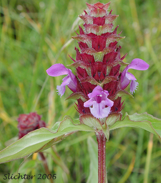 Self-heal, Heal-all, Native Heal All: Prunella vulgaris var. lanceolata (Synonyms: Prunella vulgaris ssp. lanceolata, Prunella vulgaris var. elongata)