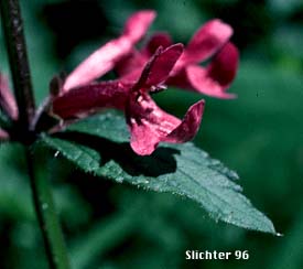 Great Betony, Cooley's Hedgenettle, Cooley's Hedge-nettle: Stachys cooleyae (Synonym: Stachys chamissonis var. cooleyae)