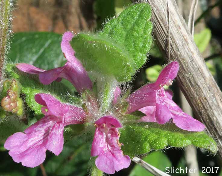Coast Hedgenettle, Great Betony, Mexican Betony, Mexican Hedgenettle, Mexican Hedge-nettle: Stachys mexicana (Synonyms: Stachys ajugoides, Stachys ajugoides var. rigida, Stachys emersonii)
