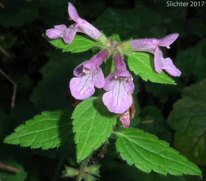 Coast Hedgenettle, Great Betony, Mexican Betony, Mexican Hedgenettle, Mexican Hedge-nettle: Stachys mexicana (Synonyms: Stachys ajugoides, Stachys ajugoides var. rigida, Stachys emersonii)