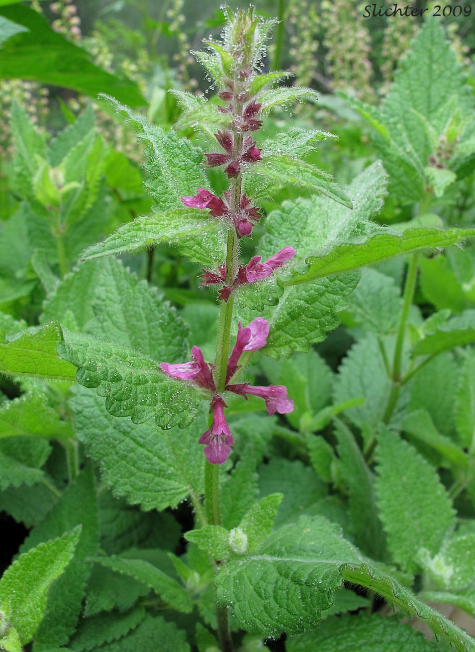 Coast Hedgenettle, Great Betony, Mexican Betony, Mexican Hedgenettle, Mexican Hedge-nettle: Stachys mexicana (Synonyms: Stachys ajugoides, Stachys ajugoides var. rigida, Stachys emersonii)
